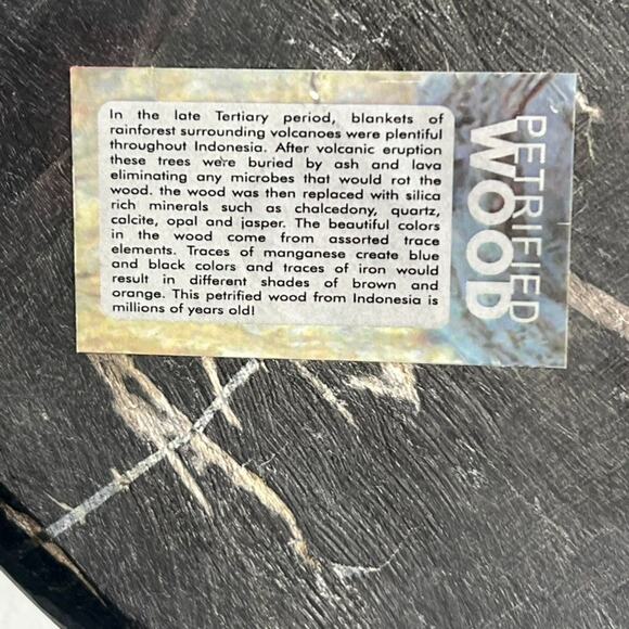 Petrified Wood Bowl/Ashtray From Indonesia Tertiary Period Over A Million Years - Picture 8 of 16